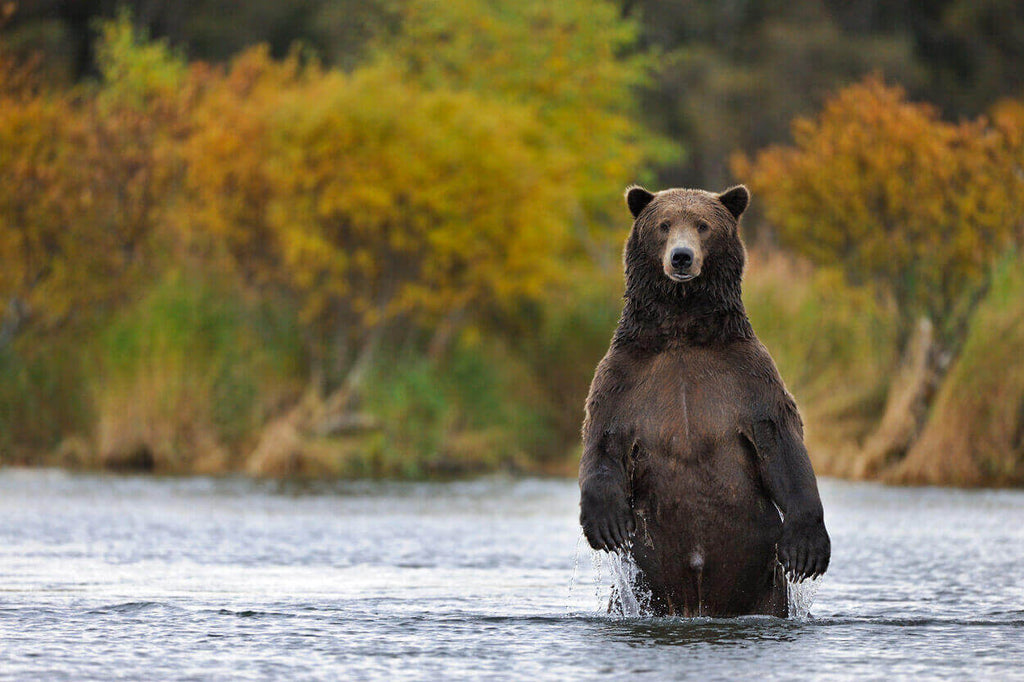 Grizzly Bears Are Majestic